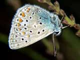 Polyommatus icarus