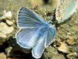 Polyommatus icarus