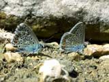 Polyommatus icarus