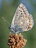 Polyommatus icarus