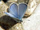 Polyommatus semiargus