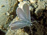 Polyommatus semiargus