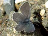 Polyommatus semiargus