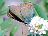 Satyrium esuli