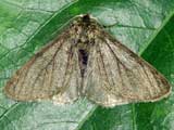 Apocheima pilosaria