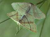 Cyclophora punctaria