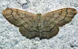 Idaea aversata