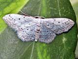 Idaea deversaria