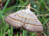 Scotopteryx luridata