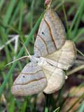 Scotopteryx luridata