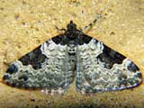 Xanthorhoe fluctuata