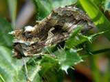 Autographa gamma