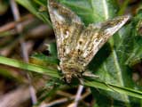 Autographa gamma