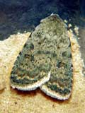 Caradrina clavipalpis