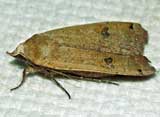 Noctua pronuba