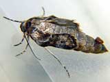 Spodoptera exigua