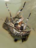 Spodoptera exigua