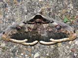 Saturnia pyri