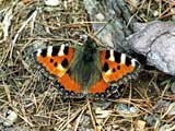 Aglais urticae