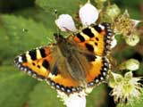 Aglais urticae