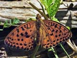 Argynnis adippe