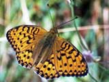 Argynnis adippe