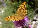 Argynnis aglaja