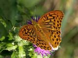 Argynnis paphia