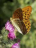 Argynnis paphia