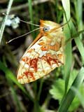 Boloria selene