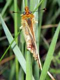 Boloria selene