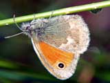 Coenonympha arcania