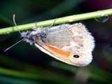 Coenonympha arcania