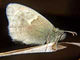 Coenonympha arcania