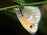 Coenonympha arcania