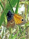 coenonympha_pamphilus