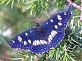 Limenitis reducta