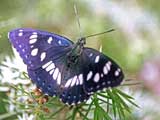 Limenitis reducta