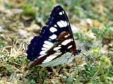 Limenitis reducta