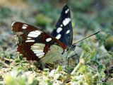 Limenitis reducta