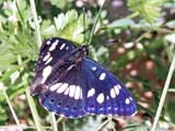 Limenitis reducta