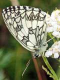 Melanargia galathea