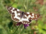 Melanargia galathea