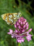 Melitaea cinxia