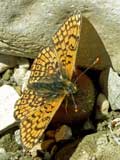 Melitaea cinxia