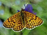 Melitaea cinxia