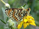 Melitaea didyma