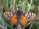 Melitaea didyma