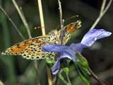 Melitaea didyma