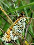 Melitaea phoebe